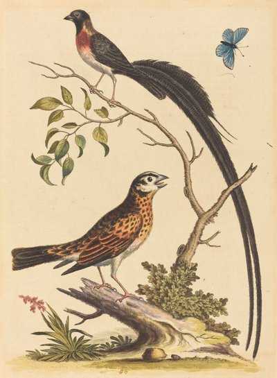 Dos Pájaros, Uno con Plumas de Cola Muy Largas, y Mariposa Azul de George Edwards