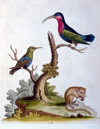 Ilustración en acuarela de un libro de aves raras de G Edwards 1750. George Edwards (1694-1773) fue un naturalista y ornitólogo británico. Viajó mucho por Europa, estudiando la historia natural y las aves en particular. Obtuvo cierto reconocimiento de George Edwards