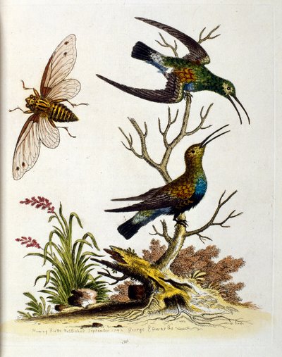 Ilustración en acuarela de un libro de aves raras de G Edwards 1750. George Edwards (1694-1773) fue un naturalista y ornitólogo británico. Viajó mucho por Europa, estudiando la historia natural y las aves en particular. Obtuvo cierto reconocimiento de George Edwards