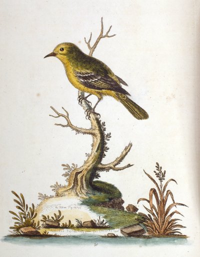 Ilustración en acuarela de un libro de aves raras de G Edwards 1750. George Edwards (1694-1773) fue un naturalista y ornitólogo británico. Viajó mucho por Europa, estudiando la historia natural y las aves en particular. Obtuvo cierto reconocimiento de George Edwards