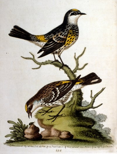 Ilustración en acuarela de un libro de aves raras de G Edwards 1750. George Edwards (1694-1773) fue un naturalista y ornitólogo británico. Viajó mucho por Europa, estudiando la historia natural y las aves en particular. Obtuvo cierto reconocimiento de George Edwards