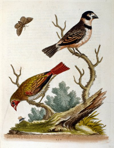 Ilustración en acuarela de un libro de aves raras de G Edwards 1750. George Edwards (1694-1773) fue un naturalista y ornitólogo británico. Viajó mucho por Europa, estudiando la historia natural y las aves en particular. Obtuvo cierto reconocimiento de George Edwards