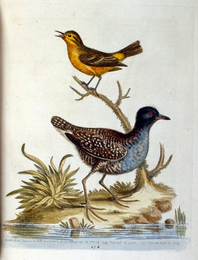 Ilustración en acuarela de un libro de aves raras de G Edwards 1750. George Edwards (1694-1773) fue un naturalista y ornitólogo británico. Viajó mucho por Europa, estudiando la historia natural y las aves en particular. Obtuvo cierto reconocimiento de George Edwards