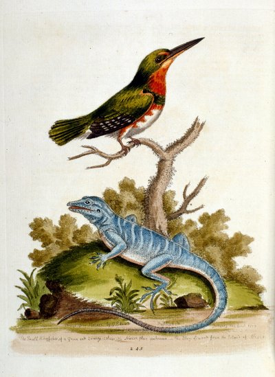 Ilustración en acuarela de un libro de aves raras de G Edwards 1750. George Edwards (1694-1773) fue un naturalista y ornitólogo británico. Viajó mucho por Europa, estudiando la historia natural y las aves en particular. Obtuvo cierto reconocimiento de George Edwards