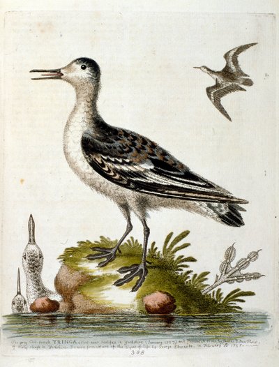 Ilustración en acuarela de un libro de aves raras de G Edwards 1750. George Edwards (1694-1773) fue un naturalista y ornitólogo británico. Viajó mucho por Europa, estudiando la historia natural y las aves en particular. Obtuvo cierto reconocimiento de George Edwards