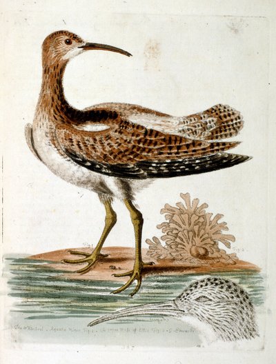 Ilustración en acuarela de un libro de aves raras de G Edwards 1750. George Edwards (1694-1773) fue un naturalista y ornitólogo británico. Viajó mucho por Europa, estudiando la historia natural y las aves en particular. Obtuvo cierto reconocimiento de George Edwards