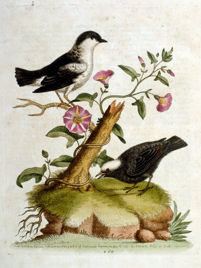 Ilustración en acuarela de un libro de aves raras de G Edwards 1750. George Edwards (1694-1773) fue un naturalista y ornitólogo británico. Viajó mucho por Europa, estudiando la historia natural y las aves en particular. Obtuvo cierto reconocimiento de George Edwards