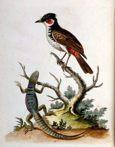 Ilustración en acuarela de un libro de aves raras de G Edwards 1750. George Edwards (1694-1773) fue un naturalista y ornitólogo británico. Viajó mucho por Europa, estudiando la historia natural y las aves en particular. Obtuvo cierto reconocimiento de George Edwards