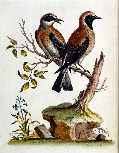 Ilustración en acuarela de un libro de aves raras de G Edwards 1750. George Edwards (1694-1773) fue un naturalista y ornitólogo británico. Viajó mucho por Europa, estudiando la historia natural y las aves en particular. Obtuvo cierto reconocimiento de George Edwards