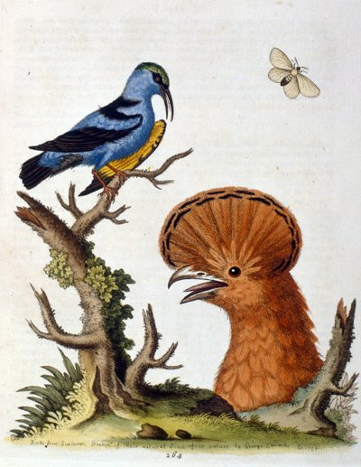 Ilustración en acuarela de un libro de aves raras de G Edwards 1750. George Edwards (1694-1773) fue un naturalista y ornitólogo británico. Viajó mucho por Europa, estudiando la historia natural y las aves en particular. Obtuvo cierto reconocimiento de George Edwards
