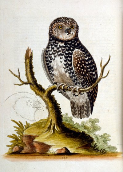 Ilustración en acuarela de un libro de aves raras de G Edwards 1750. George Edwards (1694-1773) fue un naturalista y ornitólogo británico. Viajó mucho por Europa, estudiando la historia natural y las aves en particular. Obtuvo cierto reconocimiento de George Edwards