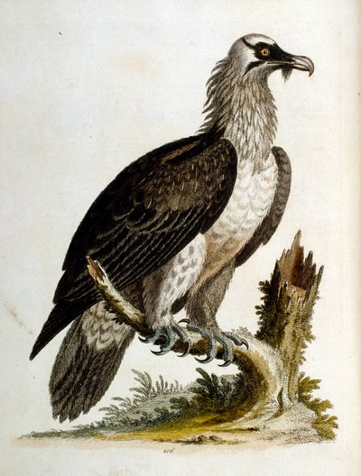 Ilustración en acuarela de un libro de aves raras de G Edwards 1750. George Edwards (1694-1773) fue un naturalista y ornitólogo británico. Viajó mucho por Europa, estudiando la historia natural y las aves en particular. Obtuvo cierto reconocimiento de George Edwards