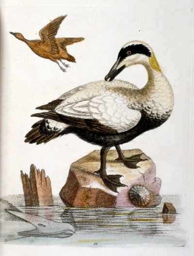 Ilustración en acuarela de un libro de aves raras de G Edwards 1750. George Edwards (1694-1773) fue un naturalista y ornitólogo británico. Viajó mucho por Europa, estudiando la historia natural y las aves en particular. Obtuvo cierto reconocimiento de George Edwards
