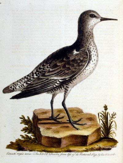 Ilustración en acuarela de un libro de aves raras de G Edwards 1750. George Edwards (1694-1773) fue un naturalista y ornitólogo británico. Viajó mucho por Europa, estudiando la historia natural y las aves en particular. Obtuvo cierto reconocimiento de George Edwards