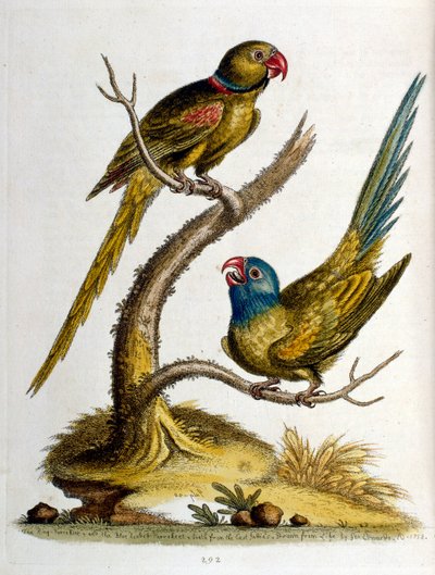 Ilustración en acuarela de un libro de aves raras de G Edwards 1750. George Edwards (1694-1773) fue un naturalista y ornitólogo británico. Viajó mucho por Europa, estudiando la historia natural y las aves en particular. Obtuvo cierto reconocimiento de George Edwards
