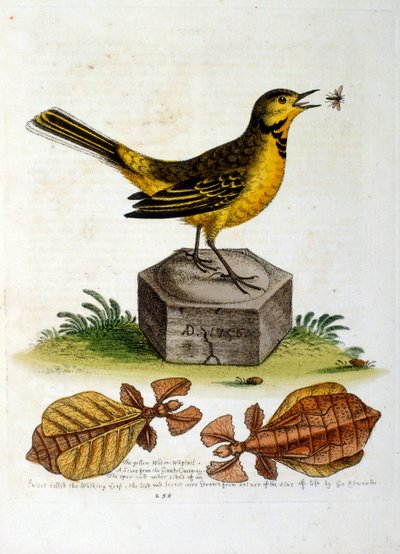 Ilustración en acuarela de un libro de aves raras de G Edwards 1750. George Edwards (1694-1773) fue un naturalista y ornitólogo británico. Viajó mucho por Europa, estudiando la historia natural y las aves en particular. Obtuvo cierto reconocimiento de George Edwards