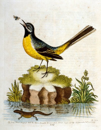 Ilustración en acuarela de un libro de aves raras de G Edwards 1750. George Edwards (1694-1773) fue un naturalista y ornitólogo británico. Viajó mucho por Europa, estudiando la historia natural y las aves en particular. Obtuvo cierto reconocimiento de George Edwards