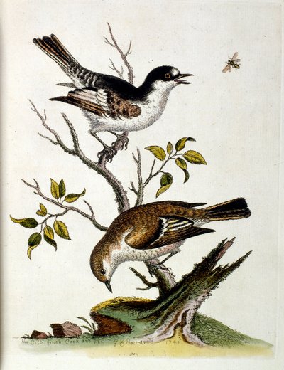Ilustración en acuarela de un libro de aves raras de G Edwards 1750. George Edwards (1694-1773) fue un naturalista y ornitólogo británico. Viajó mucho por Europa, estudiando la historia natural y las aves en particular. Obtuvo cierto reconocimiento de George Edwards