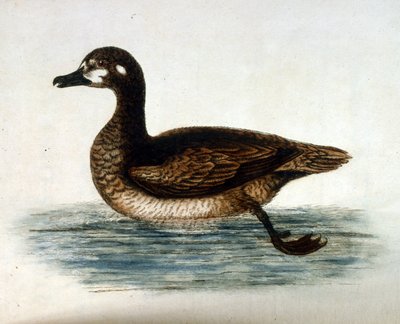  de George Edwards