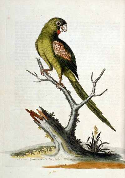  de George Edwards