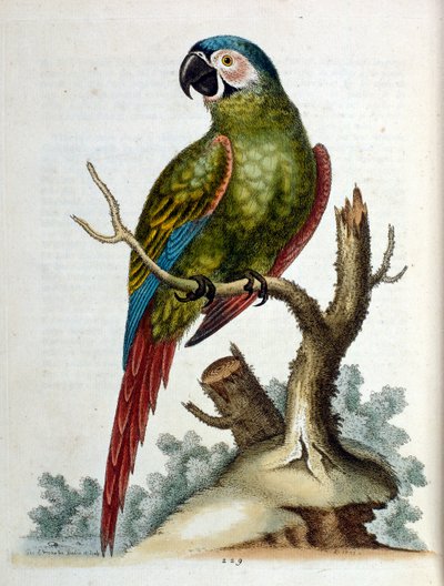  de George Edwards
