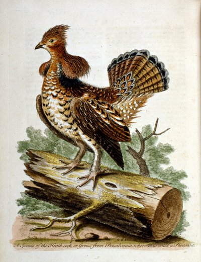  de George Edwards