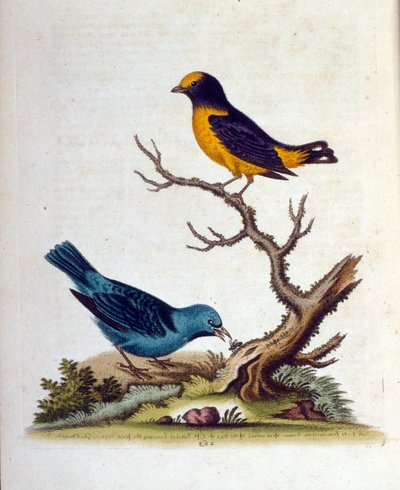  de George Edwards