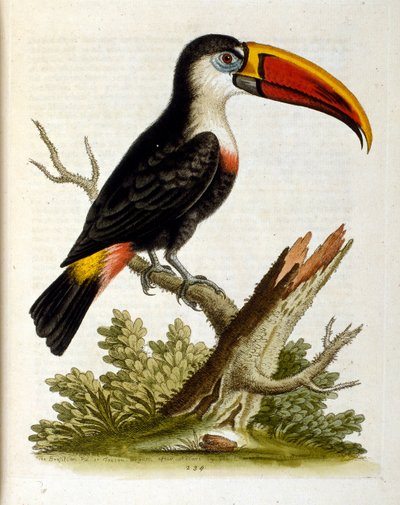  de George Edwards