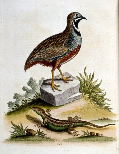  de George Edwards
