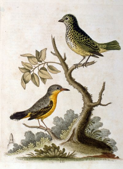 Ilustración en acuarela de un perezoso de tres dedos por G Edwards 1758. George Edwards (1694-1773) fue un naturalista y ornitólogo británico. Viajó mucho por Europa, estudiando la historia natural y las aves en particular. Obtuvo cierto reconocimiento de George Edwards