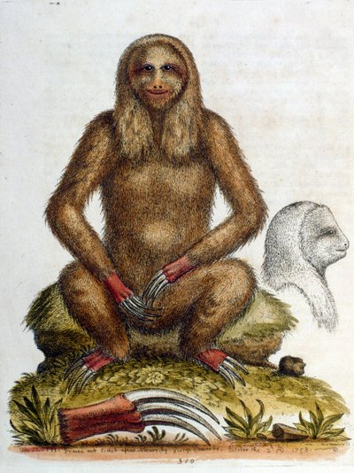 Ilustración en acuarela de un perezoso de tres dedos por G Edwards 1758. George Edwards (1694-1773) fue un naturalista y ornitólogo británico. Viajó mucho por Europa, estudiando la historia natural y las aves en particular. Obtuvo cierto reconocimiento de George Edwards