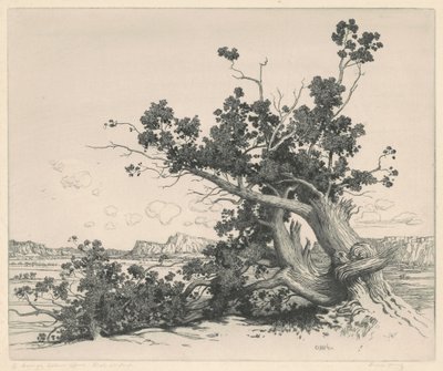 Cedros del desierto, Nuevo México de George Elbert Burr