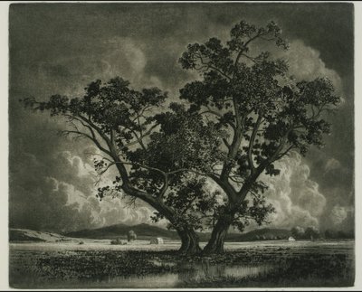 Old Cottonwoods, Colorado de George Elbert Burr