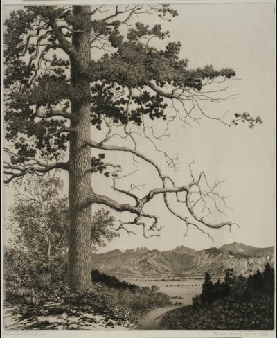 Old Pine, Parque Estes de George Elbert Burr