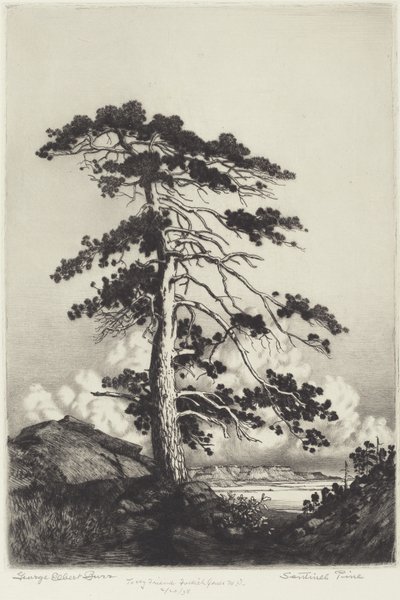 Pino centinela de George Elbert Burr