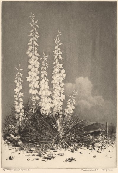 Soapweed, Arizona (no. 2) de George Elbert Burr
