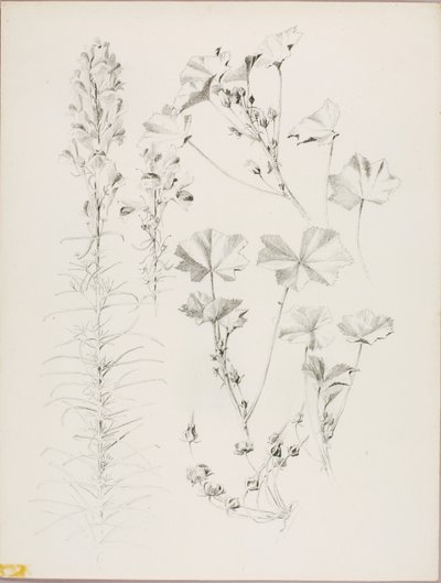 Sin título (Estudio botánico) de George Elbert Burr