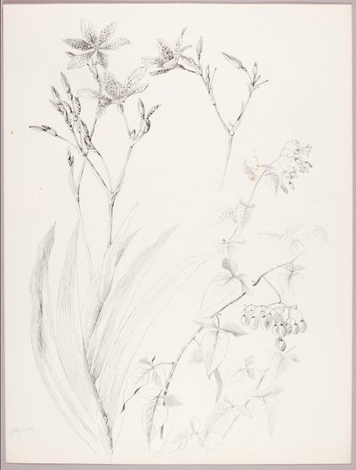Sin título (Estudio botánico) de George Elbert Burr