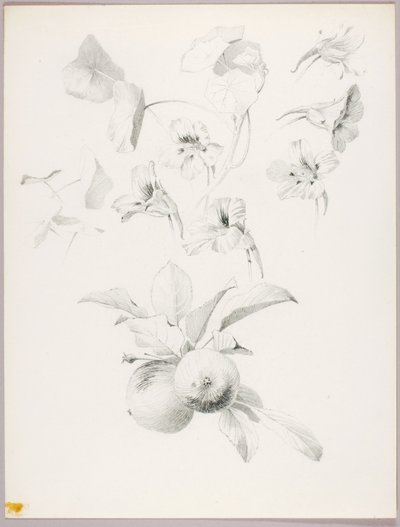 Sin título (Estudio botánico) de George Elbert Burr