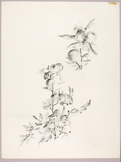 Sin título (Ramas de manzano) de George Elbert Burr