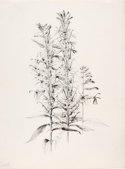 Sin título (Flor cardenalicia, Lobelia cardinalis) de George Elbert Burr