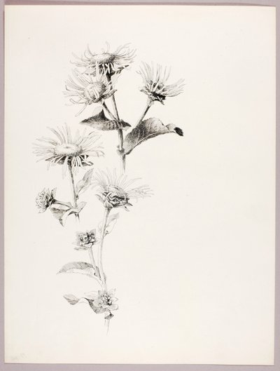 Sin título (Margaritas) de George Elbert Burr