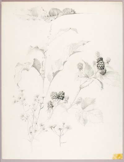 Sin título (Margaritas y moras) de George Elbert Burr