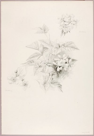 Sin título (Dewberry y Blackberry) de George Elbert Burr