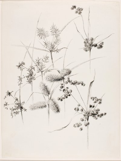 Sin título (Sedge Grasses) de George Elbert Burr