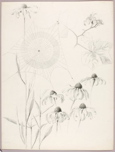 Sin título (Tela de araña y margaritas) de George Elbert Burr