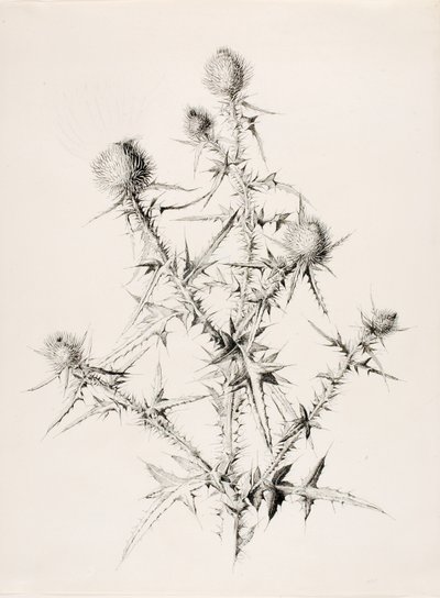 Sin título (Cardo) de George Elbert Burr