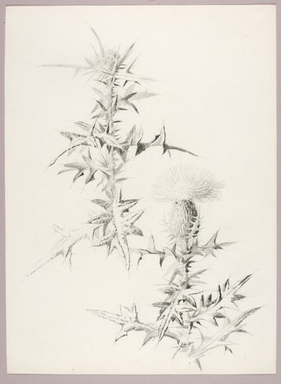 Sin título (Cardo) de George Elbert Burr