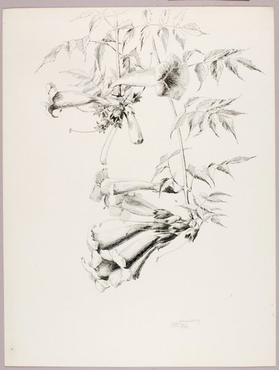 Sin título (Enredadera de trompeta) de George Elbert Burr
