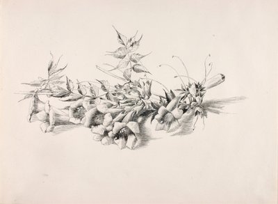Sin título (vid trompeta, Campsis Radicans) de George Elbert Burr